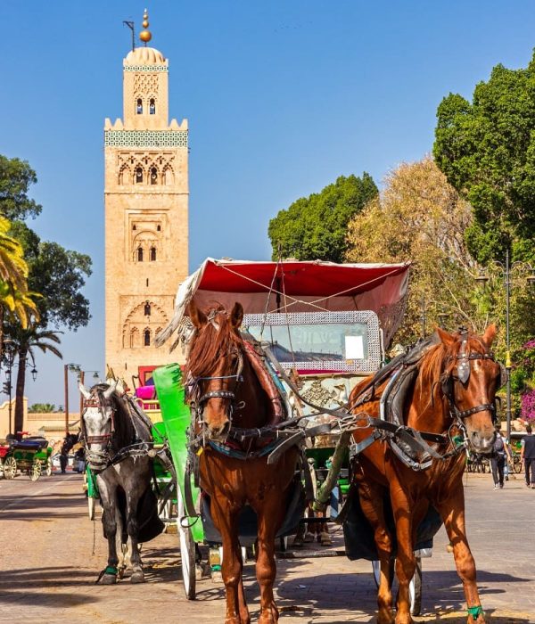 Promenade-calAche-Marrakech-Ceetiz-2(1)